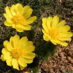 Foto portada Ker 4. Adonis vernalis. Ker 4