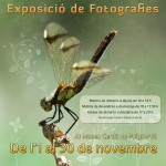 Cartell Expo Libèl·lules Cartell Expo Libèl·lules