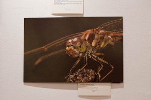 Exposició Libèl·lules