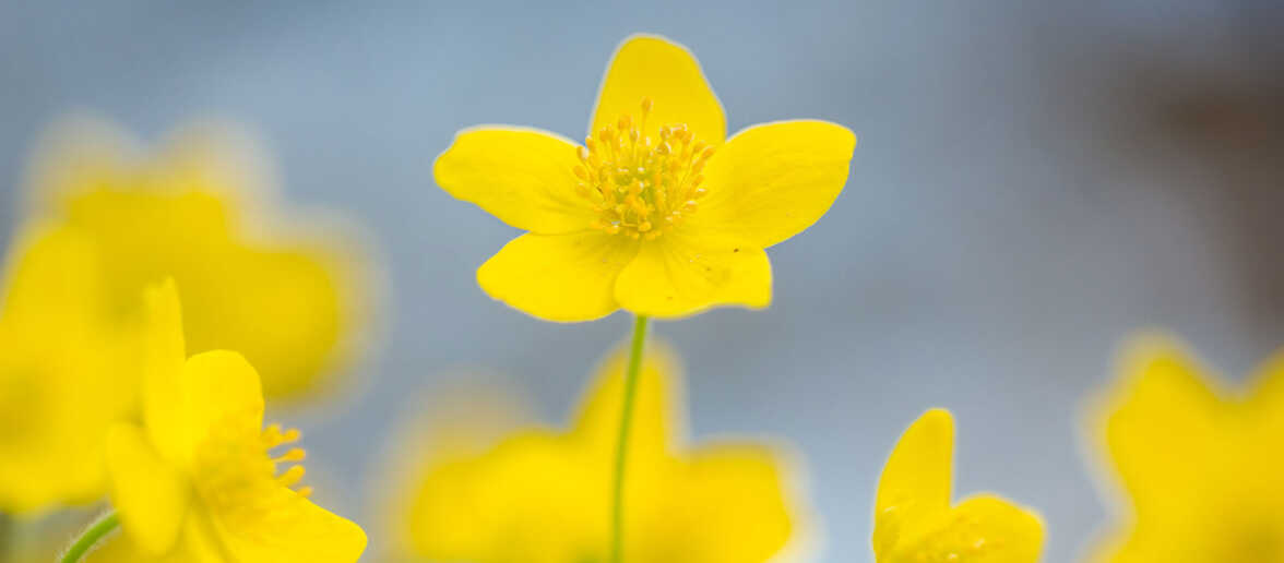 Anemone ranunculoides