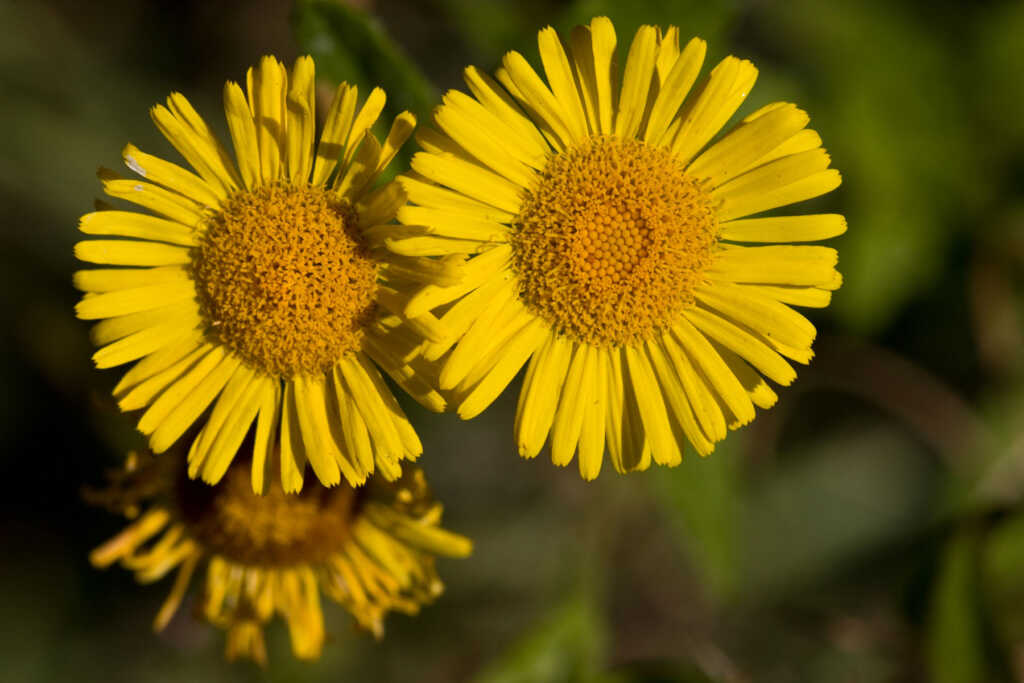 Pulicaria dysenterica