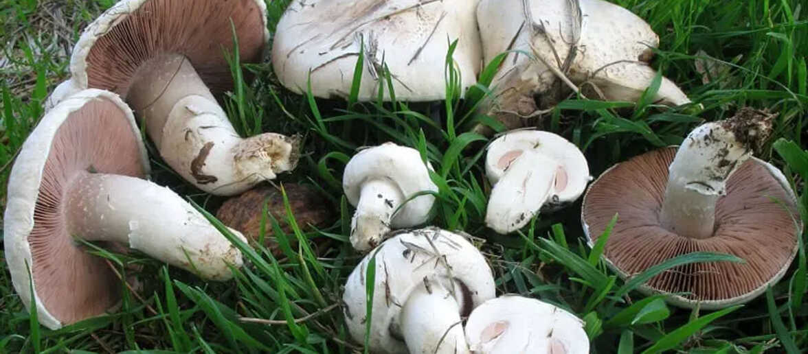 Agaricus campestris