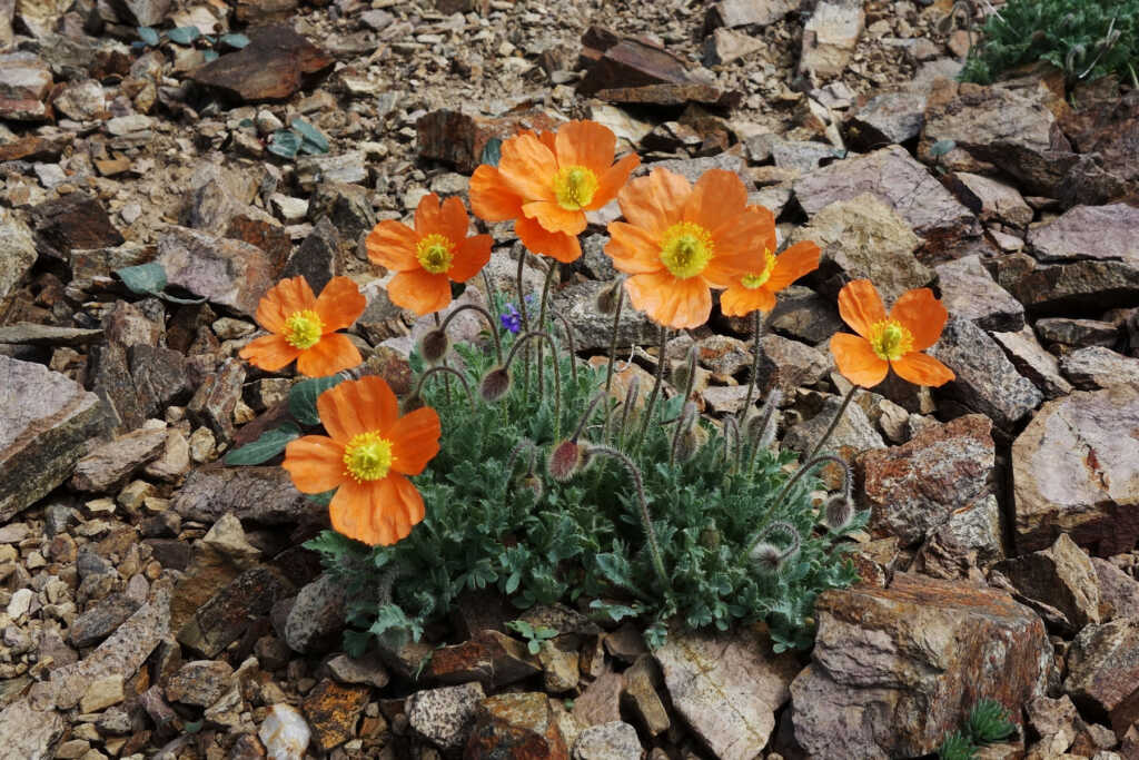 Papaver alpinum