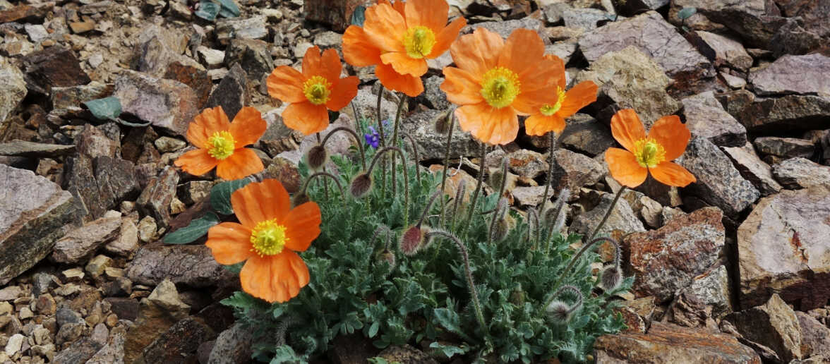 Papaver alpinum