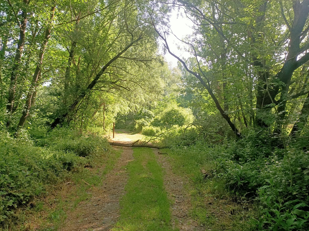 Bosc de ribera