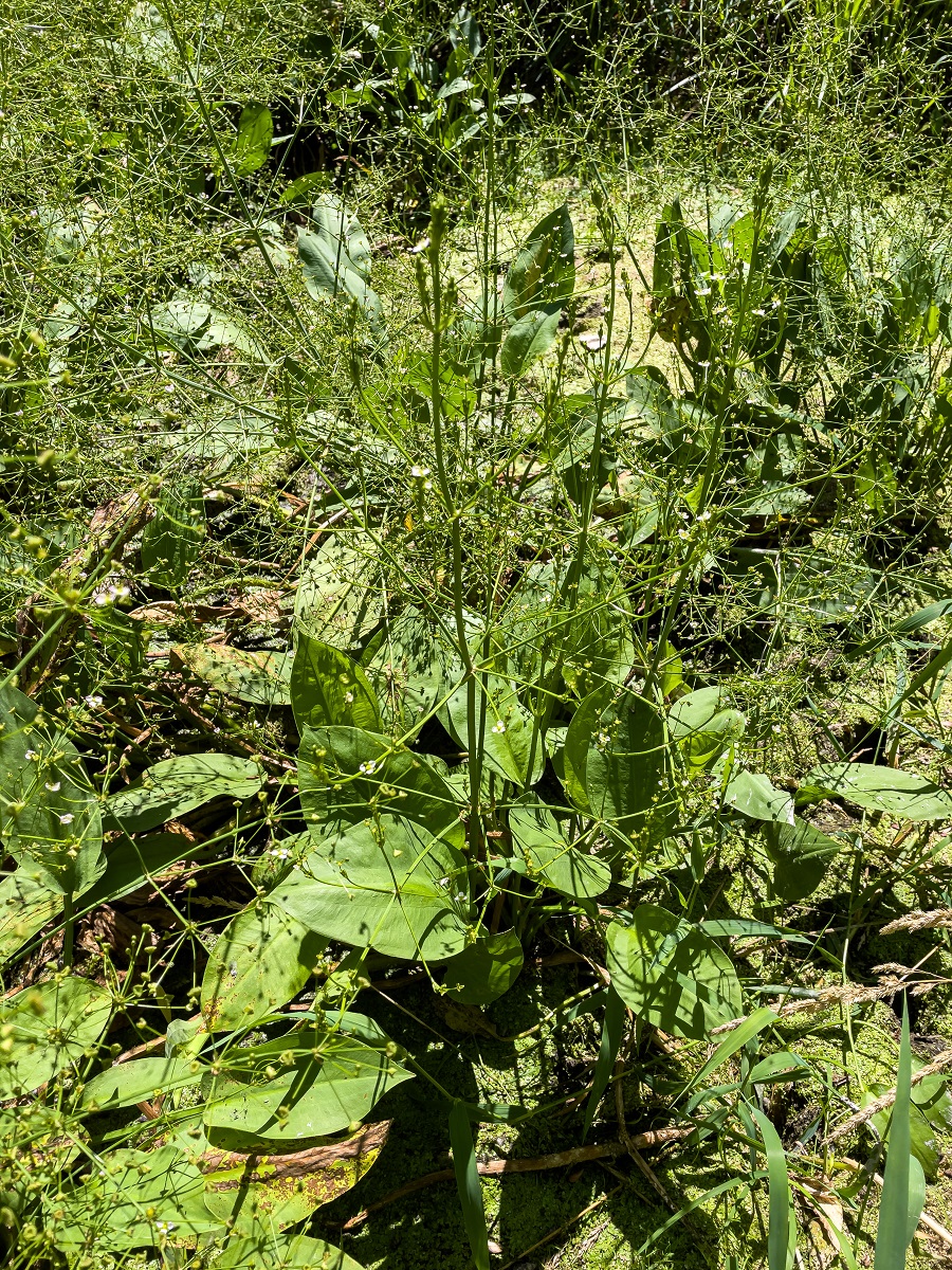 Vegetació de ribera